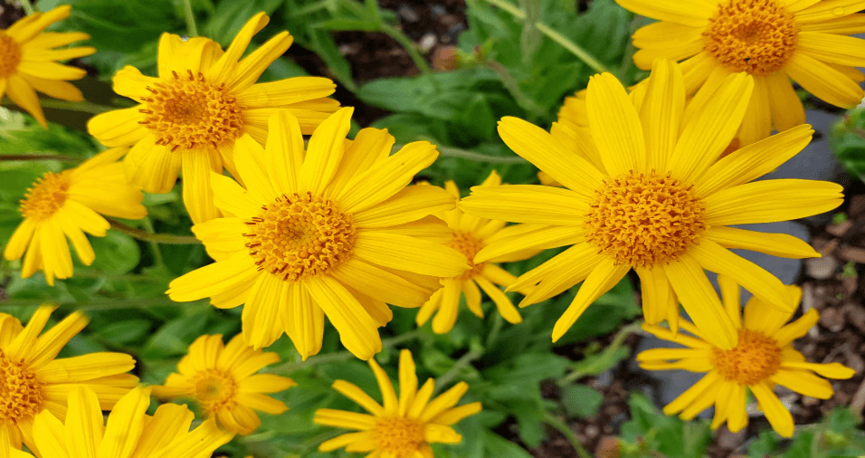 arnica