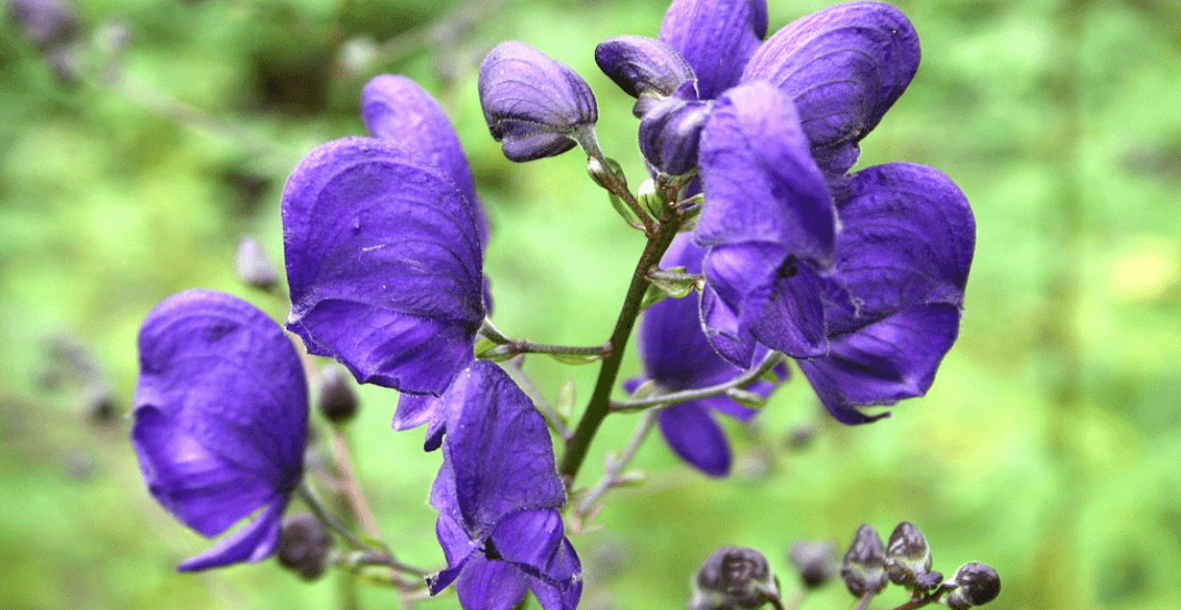 wolfsbane